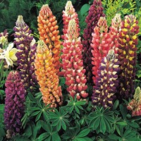 Lupinus Russell Hybrids Mix - Lupinus