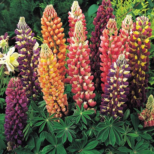 Lupinus Russell Hybrids Mix - Lupinus