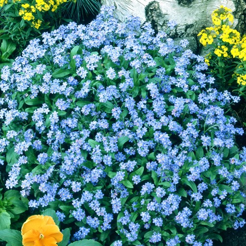 Vergissmeinnicht Indigo Blue