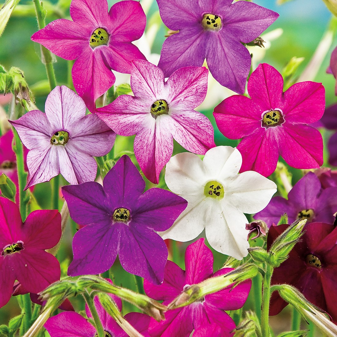 zimmerpflanzen violett Wei-violette Schwertlilie