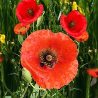 Grote of gewone Klaproos, rood EKO
