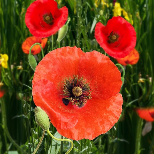 Grote of gewone Klaproos, rood EKO