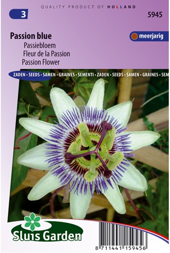 Passionsblume Passion Blue - Passiflora-2