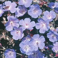 Gartengeranien blau - Geranium