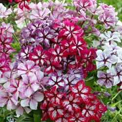 Flammenblume Summer Showers Mix