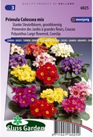 Schlüsselblume Colossea Mix-2