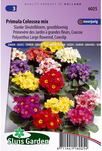 Schlüsselblume Colossea Mix-2