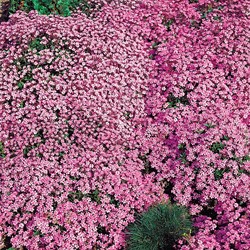 Seifenkraut Rose-Pink - Saponaria