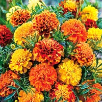 Samtblume Bonita Mix - Tagetes