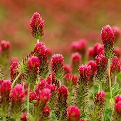 Rotklee, Bienentrachtpflanze Red Clover EKO