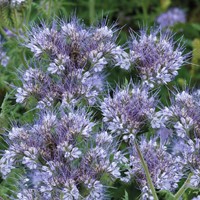 Bienentrachtpflanze Lacy Phacelia EKO