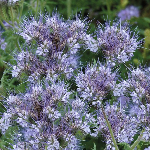 Bienentrachtpflanze Lacy Phacelia EKO