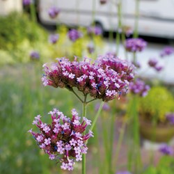Eisenkraut Purple Top
