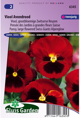 Stiefmütterchen Schweizer Riesen Abendrot-2