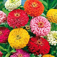Zinnia Reuzen van California Mix