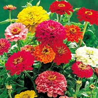Zinnie Dahlien flowered Mix