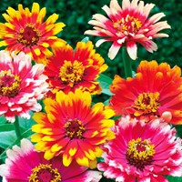 Zinnia Caroussel mix