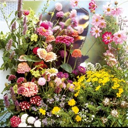 Mischung Schmetterlingsblumen speziell mix