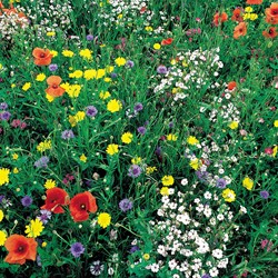 Mischung Wildblumen speziell mix