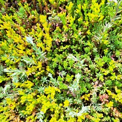 Mauerpfeffer Mischung - Sedum