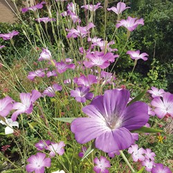 Kornrade Agrostemma Githago