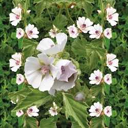 Echte Eibisch Althaea Officinalis