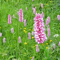 Adderwortel - Persicaria bistorta