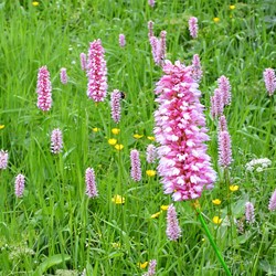 Adderwortel - Persicaria bistorta