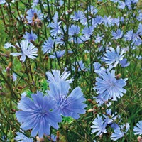 Zichorie Cichorium Intybus
