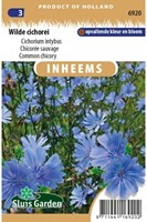 Zichorie Cichorium Intybus-2