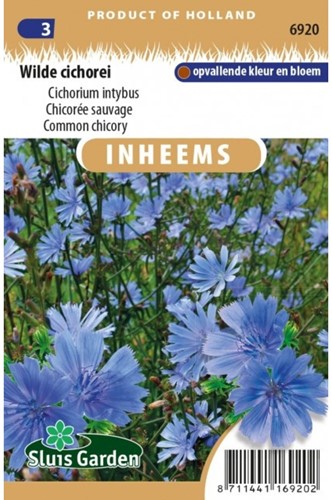 Zichorie Cichorium Intybus-2