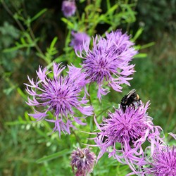 Skabiosen Flockenblume - Centaurea scabiosa