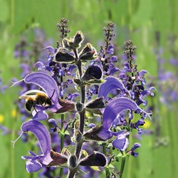 Wiesensalbei