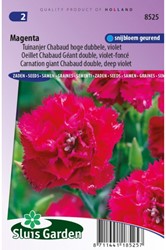 Nelke Magenta - Dianthus Chabaud