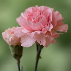 Nelke La France Dianthus Chabaud