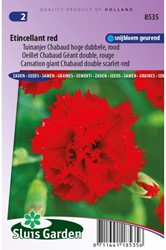 Nelke Etincellant Red – Dianthus Chabaud