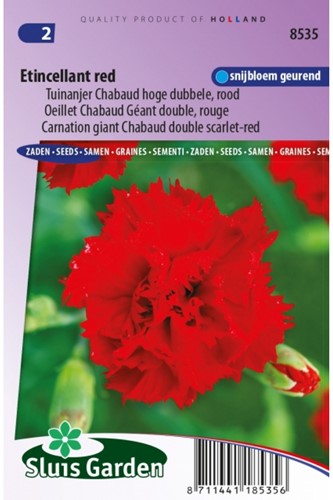 Nelke Etincellant Red – Dianthus Chabaud