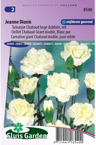 Nelke Jeanne Dionis Dianthus chabaud-2