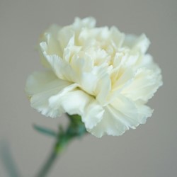 Nelke Jeanne Dionis Dianthus chabaud