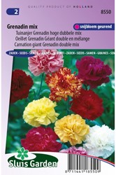 Nelke Grenadin Mix – Dianthus