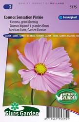 Schmuckkörbchen Sensation Pinkie - Cosmos bipinnatus
