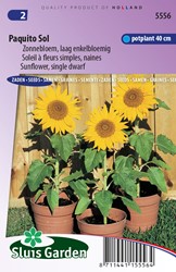 Zonnebloem Paquito Sol - Helianthus annuus