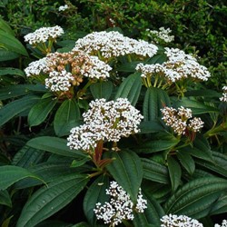 Immergrüner Kissenschneeball (Viburnum Davidii)