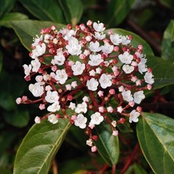 Lorbeerblättriger Schneeball Gwenllian - Viburnum