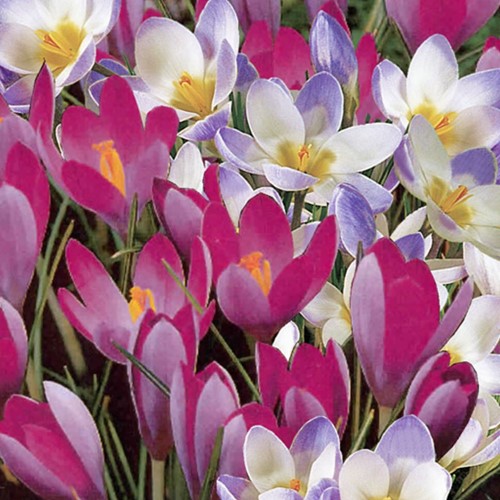 Krokusse Tommasinianus Blue Pearl & Roseus-2