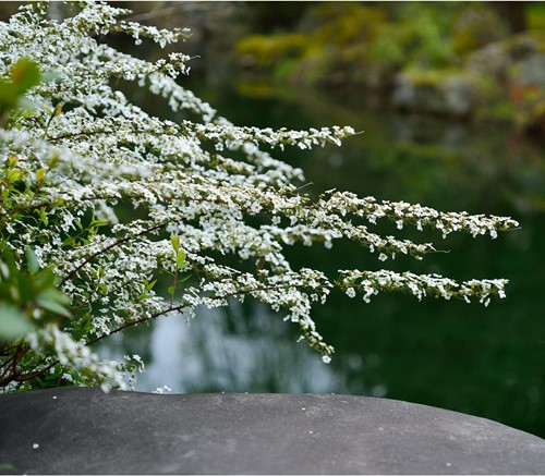 Spiraea arguta - Brautspiere