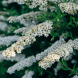 Spiraea arguta - Brautspiere