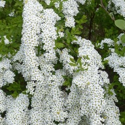 Spiraea cinerea Grefsheim - Spierstrauch
