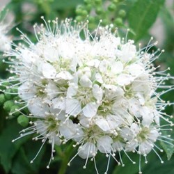Spiraea japonica Albiflora - Spierstrauch
