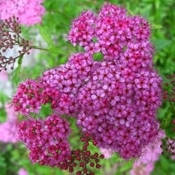 Spiraea japonica Anthony Waterer - Spierstrauch